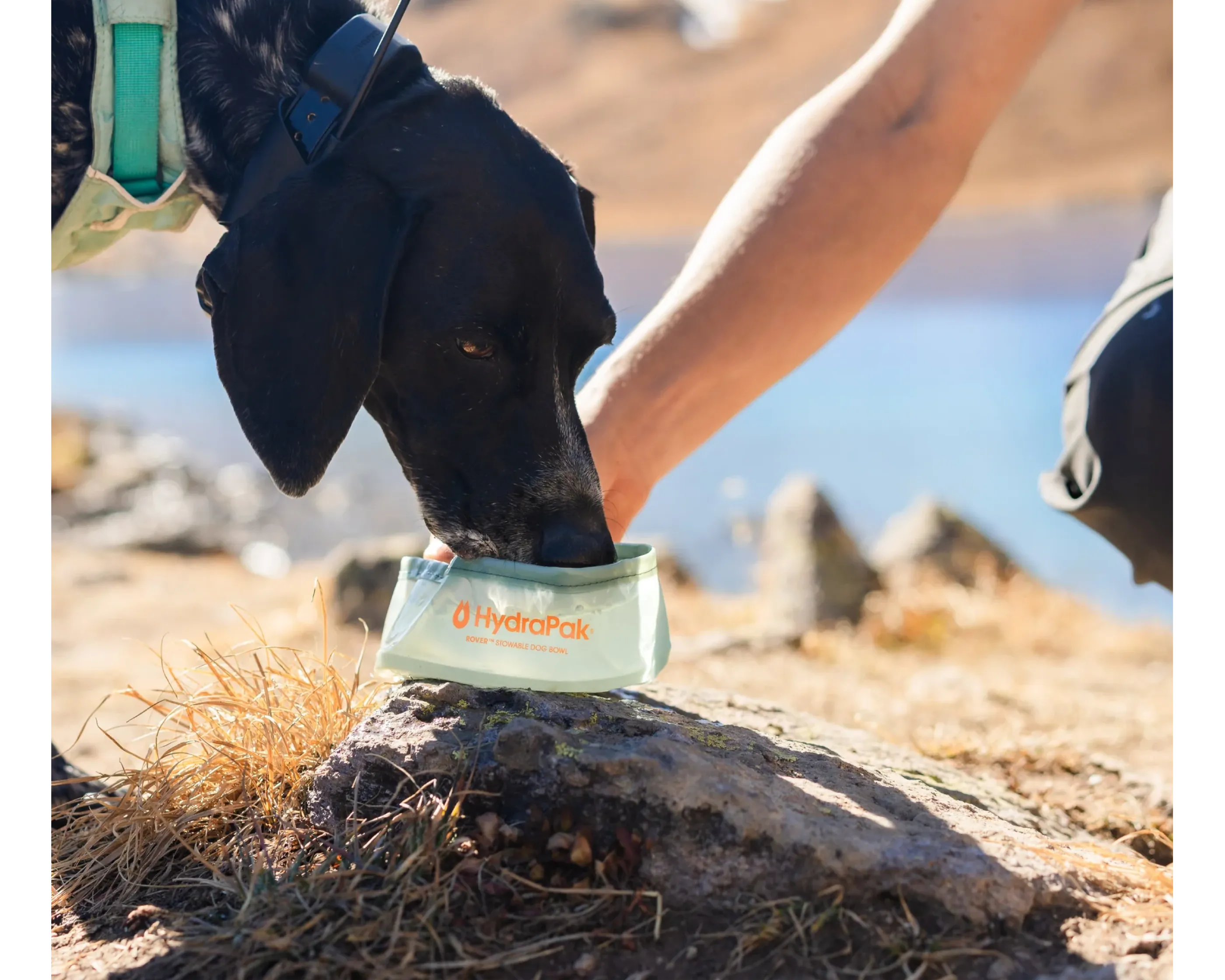 HydraPak Rover Dog Bowl